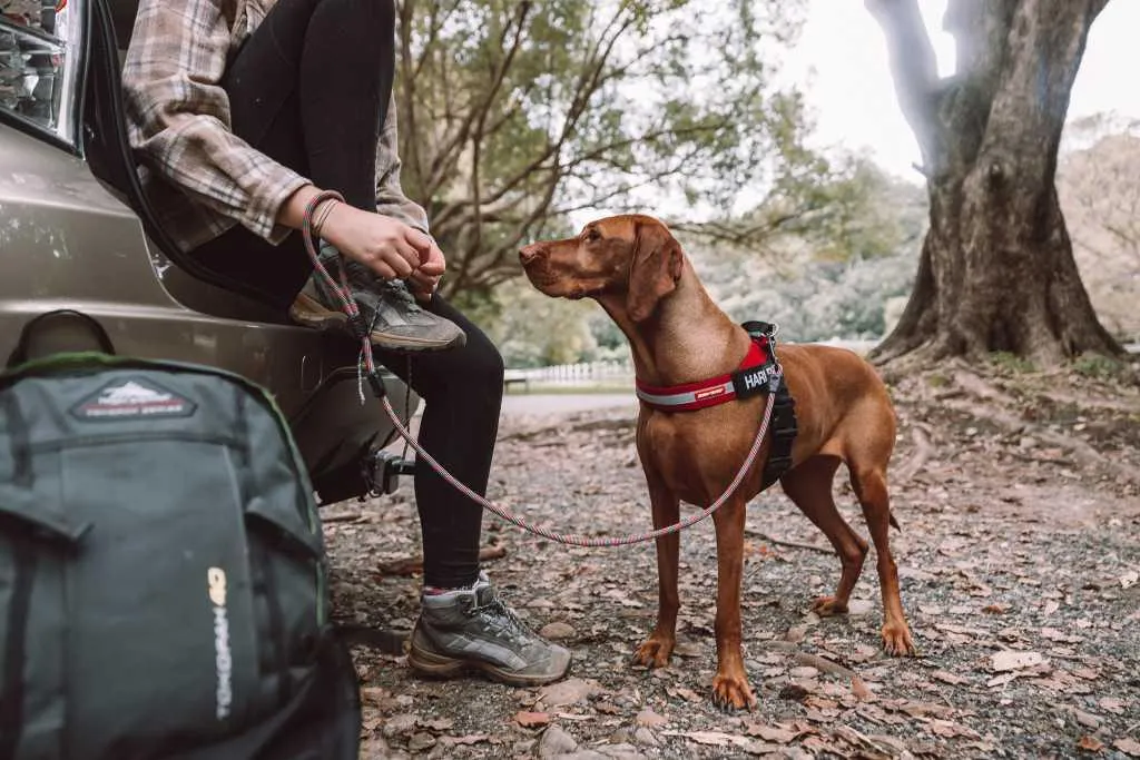 ED Leash Summit 6mm 48" Lite
