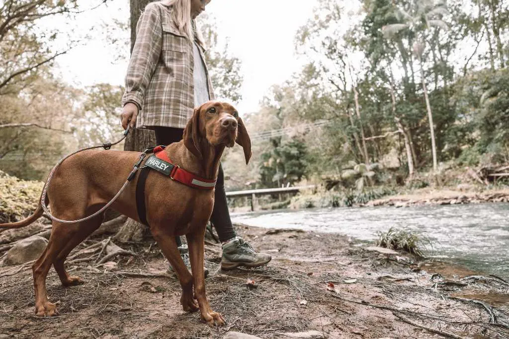 ED Leash Summit 6mm 48" Lite